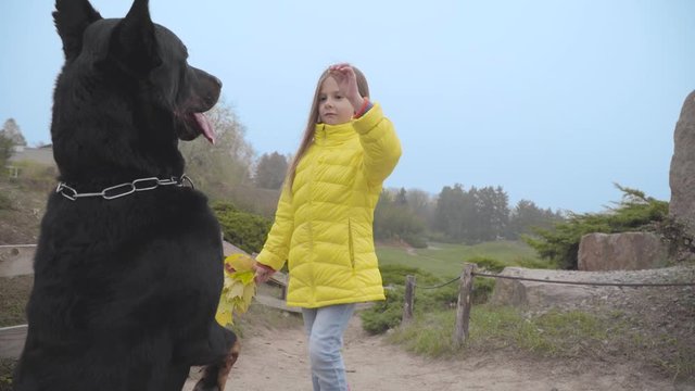 Back view of big black doberman standing on hind legs asking for snack. Cute Caucasian girl in yellow coat giving food to her best pet friend. Child resting with her animal in the autumn park.