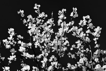 magnolia flowers bw