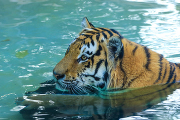 Fototapeta na wymiar Wild tiger playing in the water