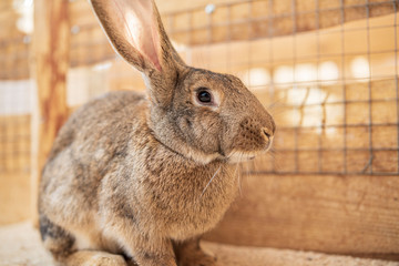 Gray rabbit in a wooden cage. Photographed close-up.