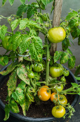 Bush with green tomatoes in a flower pot in a greenhouse.