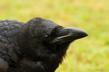 Details and portraits of birds of prey,