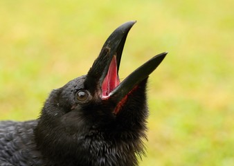 Details and portraits of birds of prey,