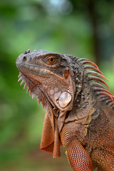 Red iguana