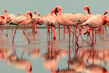 Fototapeta na wymiar Wild african birds. Groupe of red flamingo birds on the blue lagoon.