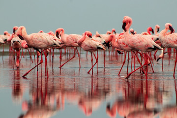 Naklejka premium Wild african birds. Groupe of red flamingo birds on the blue lagoon.