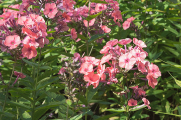 background with pink flowers, and green leaves