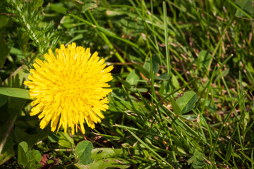 yellow dandelion flower grows on green grass. copy space