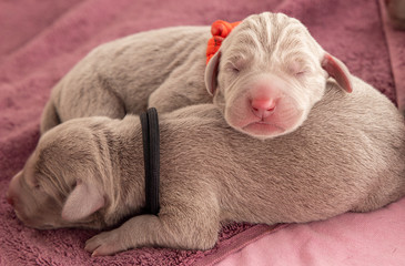 Weimaraner Welpnen