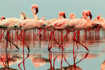 Wild african birds. Groupe of red flamingo birds on the blue lagoon. - obrazy, fototapety, plakaty