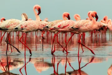 Poster Wild african birds. Groupe of red flamingo birds on the blue lagoon. © Yuliia Lakeienko