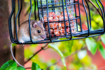 Mouse stealing nuts from a bird feeder