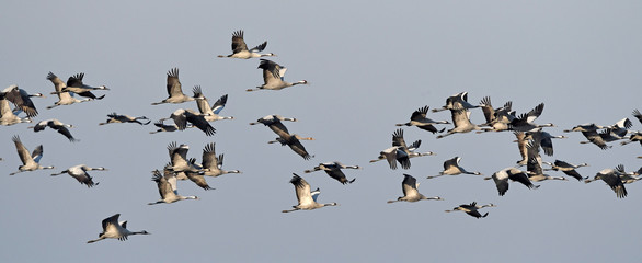 fliegende Kraniche (Grus grus) auf dem Zug - migrating cranes