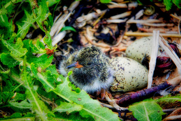 Oyster catcher chick just hatched from an egg © HighlandBrochs.com