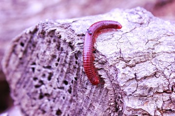 millipedes in a chunk of wood