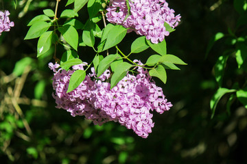 Lilas © ClementG