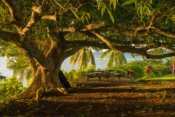 A mature Banyan tree capture at sunset from the viewpoint of being under the canopy. Shot on the island of Taveuni in Fiji.