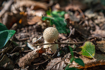 Petit champignon