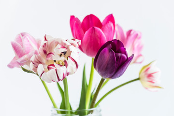 Beautiful bouquet of fresh purple and pink tulips on the white background