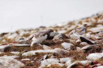 Ptarmigan on Ben Hope