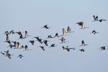 migrating cranes (Grus grus) - fliegende Kraniche auf dem Zug