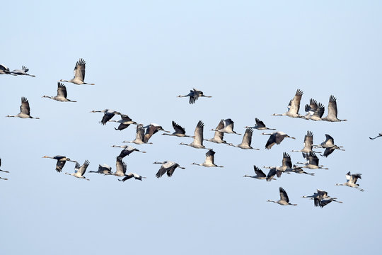 migrating cranes (Grus grus) - fliegende Kraniche auf dem Zug