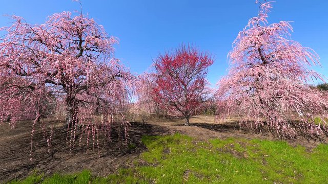 Pan Left Shot of Plum Blossoms at Suzuka Forest Garden in Japan