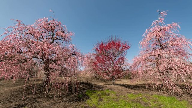 Timelapse Pan Left Shot of Plum Blossoms at Suzuka Forest Garden in Japan 