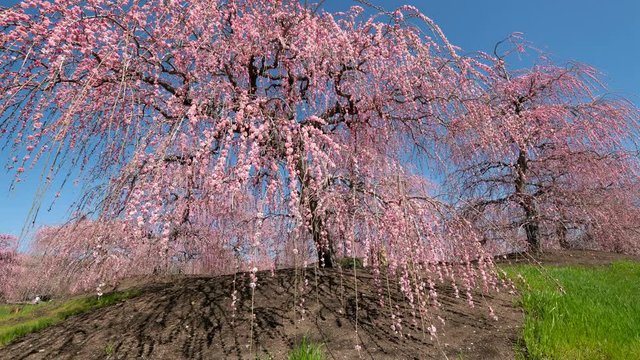 Timelapse Tracking Shot of Plum Blossoms at Suzuka Forest Garden in Japan 