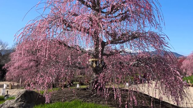 Tilt Up Shot of Sacred Plum Blossoms at Suzuka Forest Garden in Japan 