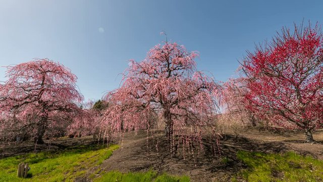 Timelapse of Plum Blossoms at Suzuka Forest Garden in Japan 