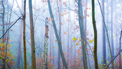Nebel im Wald - Herbst