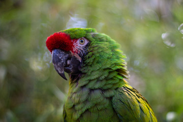 perroquet