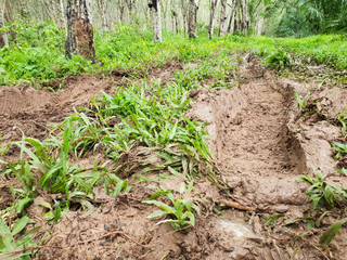 Close up the road full of mud in the forest, Rural Muddy Road in forest