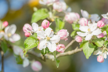 Obraz na płótnie Canvas Blossoms of an ornamental apple tree with a soft bokeh background and shallow depth of field