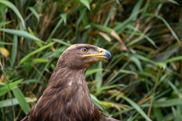 Aigle