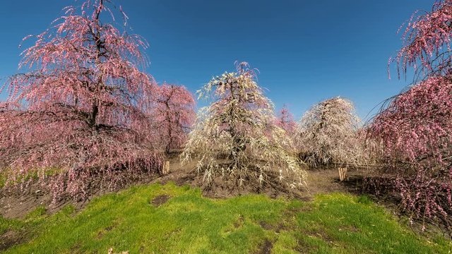 Timelapse Pan Right Shot of Plum Blossoms at Suzuka Forest Garden in Japan 