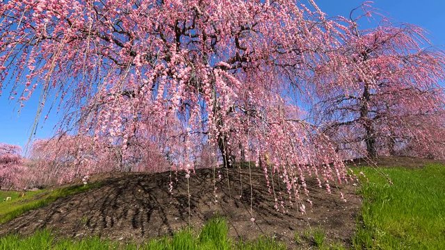 Tracking Shot of Plum Blossoms at Suzuka Forest Garden in Japan 