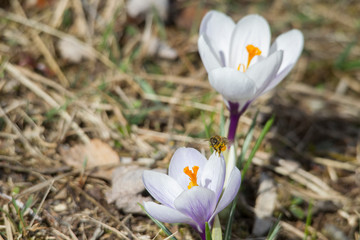 Flowers of spring crocus glow in the sun and are visited by a bee