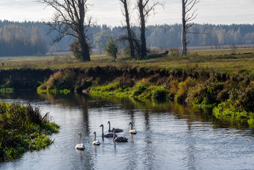 Dolina rzeki Supraśl, jesienny dzień nad rzeką Supraśl, Podlasie, Polska © podlaski49