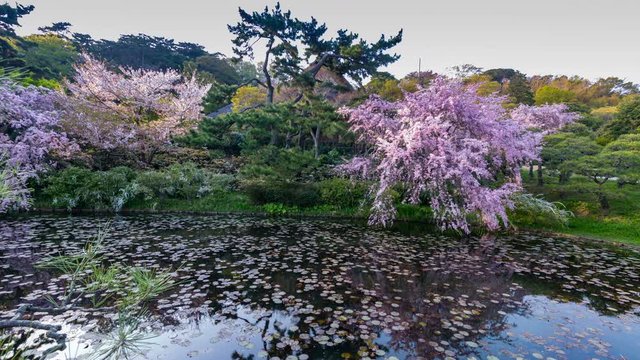 Timelapse of Lotus Pond Reflection at Japanese Garden