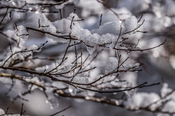 Fototapeta na wymiar Snow and ice on tree branches