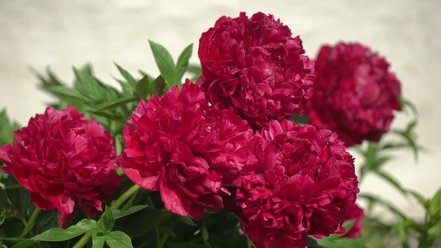 Red peony beautiful flowers peonies on sunny spring day. Beautiful purple Peony background. Wedding backdrop, Valentine's Day concept. Birthday bouquet, blossom, flower, blossoming garden, 4K