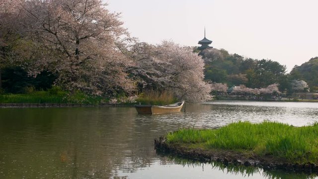 Tracking Shot of Cherry Blossoms by Pagoda over Pond in Japan