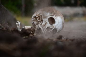skull