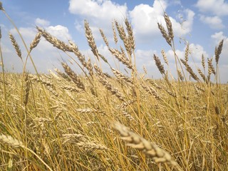 Yellow wheat field and blue sky