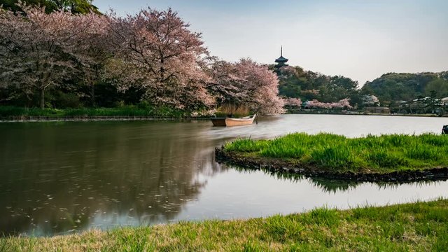 Timelapse Long Exposure Tracking Shot of Cherry Blossoms over Pond in Japan