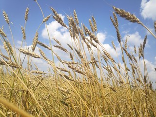 Yellow wheat field and blue sky