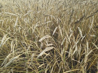 Yellow wheat field and blue sky