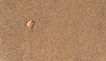 Concha en la arena de una playa del Mediterráneo